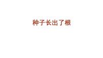 小学科学教科版 (2017)四年级下册3.种子长出了根教学课件ppt