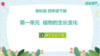 科学四年级下册3.种子长出了根优秀课件ppt
