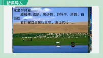 人教版 (新课标)八年级下册第二节 高原湿地——三江源地区备课课件ppt
