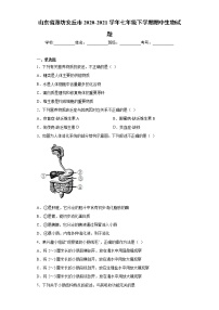 山东省潍坊安丘市2020-2021学年七年级下学期期中生物试题（word版 含答案）