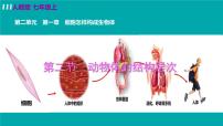 人教版 (新课标)七年级上册第二单元 生物体的结构层次第二章 细胞怎样构成生物体第二节 动物体的结构层次教学课件ppt