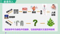 人教版 (新课标)七年级上册第三节 植物体的结构层次多媒体教学ppt课件