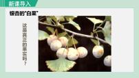 人教版 (新课标)七年级上册第二节 种子植物教课ppt课件