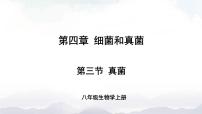 人教版 (新课标)第三节 真菌评优课课件ppt