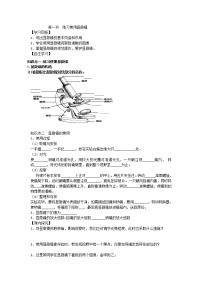 人教版 (新课标)七年级上册第一节 练习使用显微镜导学案