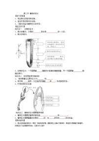 初中生物第二节 植株的生长学案及答案