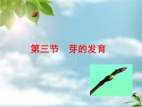 初中生物冀教版八年级上册第三节 芽的发育教学演示课件ppt