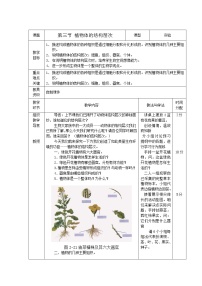 人教版 (新课标)七年级上册第三节 植物体的结构层次优秀教案设计