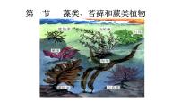 初中生物人教版 (新课标)七年级上册第一节 藻类、苔藓和蕨类植物教学课件ppt