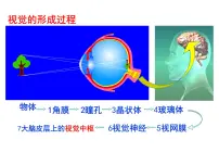 初中生物冀教版七年级下册第二单元 我们的身体与健康的生活第四章 合理用脑 高效学习第二节 信息的传递神经调节的基本方式——反射评课ppt课件