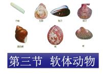 初中生物人教版 (新课标)八年级上册第三节   软体动物和节肢动物多媒体教学ppt课件