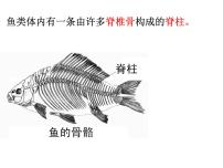 人教版 (新课标)第五单元 生物圈中的其他生物第一章   动物的主要类群第四节   鱼备课ppt课件