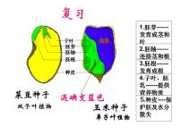 七年级上册第一节 种子的萌发教课内容课件ppt