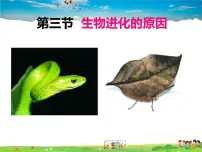 2020-2021学年第三节 生物进化的原因课前预习课件ppt