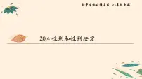 北师大版八年级上册第六单元 生命的延续第20章 生物的遗传和变异第4节 性别和性别决定课文课件ppt