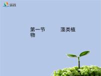 鲁科版 (五四制)六年级下册第一节	 藻类植优质课件ppt