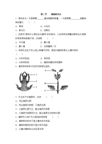 鲁科版 (五四制)六年级下册第二节 植株的生长优秀课后练习题