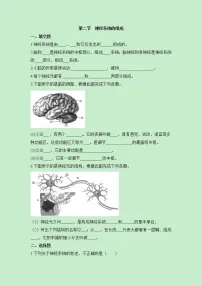 鲁科版 (五四制)七年级下册第二节 神经系统的组成优秀课时作业
