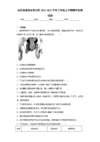 山东省潍坊市奎文区2021-2022学年七年级上学期期中生物试题（word版 含答案）