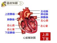 人教版 (新课标)七年级下册第五章 人体内废物的排出精品ppt课件