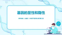 生物八年级下册第三节 基因的显性和隐性评优课习题ppt课件