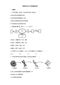 生物八年级下册第二节  基因在亲子代间的传递精品一课一练