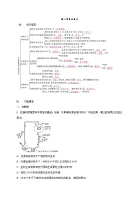 人教版 (新课标)八年级下册第二章 生物的遗传和变异综合与测试学案及答案