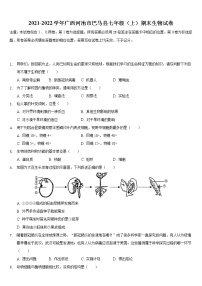 广西河池市巴马县2021-2022学年上学期七年级期末生物试卷（word版 含答案）