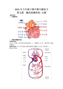 2022年人教版八年级下册生物专题复习-输送血液的泵--心脏