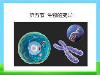 初中生物人教版 (新课标)八年级下册第五节 生物的变异图片课件ppt