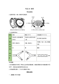 考点23 血管（解析版）-2022年生物中考一轮复习考点透析（人教版）