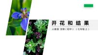 初中生物人教版 (新课标)七年级上册第三节 开花和结果教学课件ppt