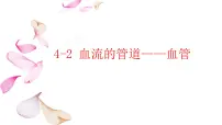 初中生物人教版 (新课标)七年级下册第二节 血流的管道──血管教学演示ppt课件