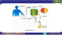 初中生物人教版 (新课标)七年级下册第五章 人体内废物的排出图片ppt课件