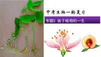 2022年中考生物复习课件---专题05被子植物的一生