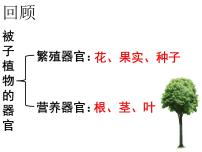 生物八年级下册第一节  被子植物的生殖图片课件ppt