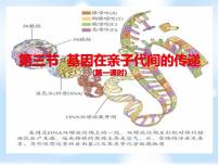 鲁科版 (五四制)八年级下册第三节 基因在亲子代间的传递集体备课课件ppt