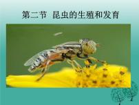 初中生物人教版 (新课标)八年级下册第二节 昆虫的生殖和发育课堂教学ppt课件