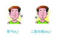 初中生物北京版七年级下册第一节 代谢废物教学演示课件ppt