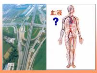 生物七年级下册第二节 人体内的物质运输集体备课ppt课件