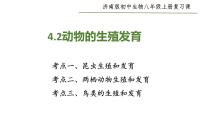 2022年中考生物专题复习：动物的生殖和发育课件