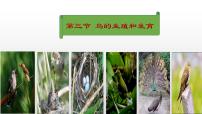 鲁科版 (五四制)八年级下册第八单元 生物圈中生命的延续和发展第一章 生物的生殖和发育第三节 鸟的生殖和发育备课课件ppt