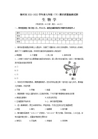 广西柳州市2021-2022学年七年级下学期期末考试生物试题(word版含答案)