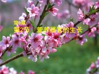 北师大版七年级上册第三单元  生物圈中的绿色植物第6章  绿色开花植物的生活史第2节  营养器官的生长课文内容课件ppt