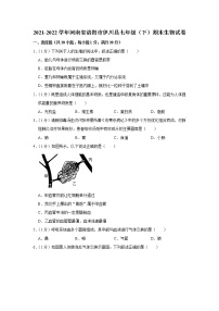 河南省洛阳市伊川县2021-2022学年七年级下学期期末生物试卷(word版含答案)