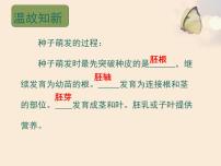 北师大版七年级上册第三单元  生物圈中的绿色植物第6章  绿色开花植物的生活史第2节  营养器官的生长图文课件ppt