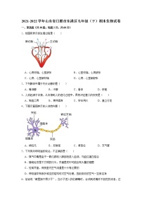 山东省日照市东港区2021-2022学年七年级下学期期末生物试卷(word版含答案)