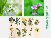初中生物北师大版八年级下册第3节 植物的主要类群课文配套课件ppt