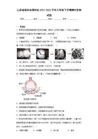 江苏省徐州市邳州市2021-2022学年八年级下学期期中生物试题(含答案)