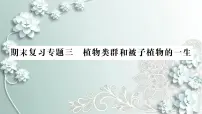 人教版生物七年级上册 期末复习专题三 植物类群和被子植物的一生 课件